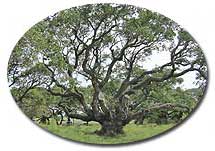 The Big Tree (Lamar), Rockport, Texas